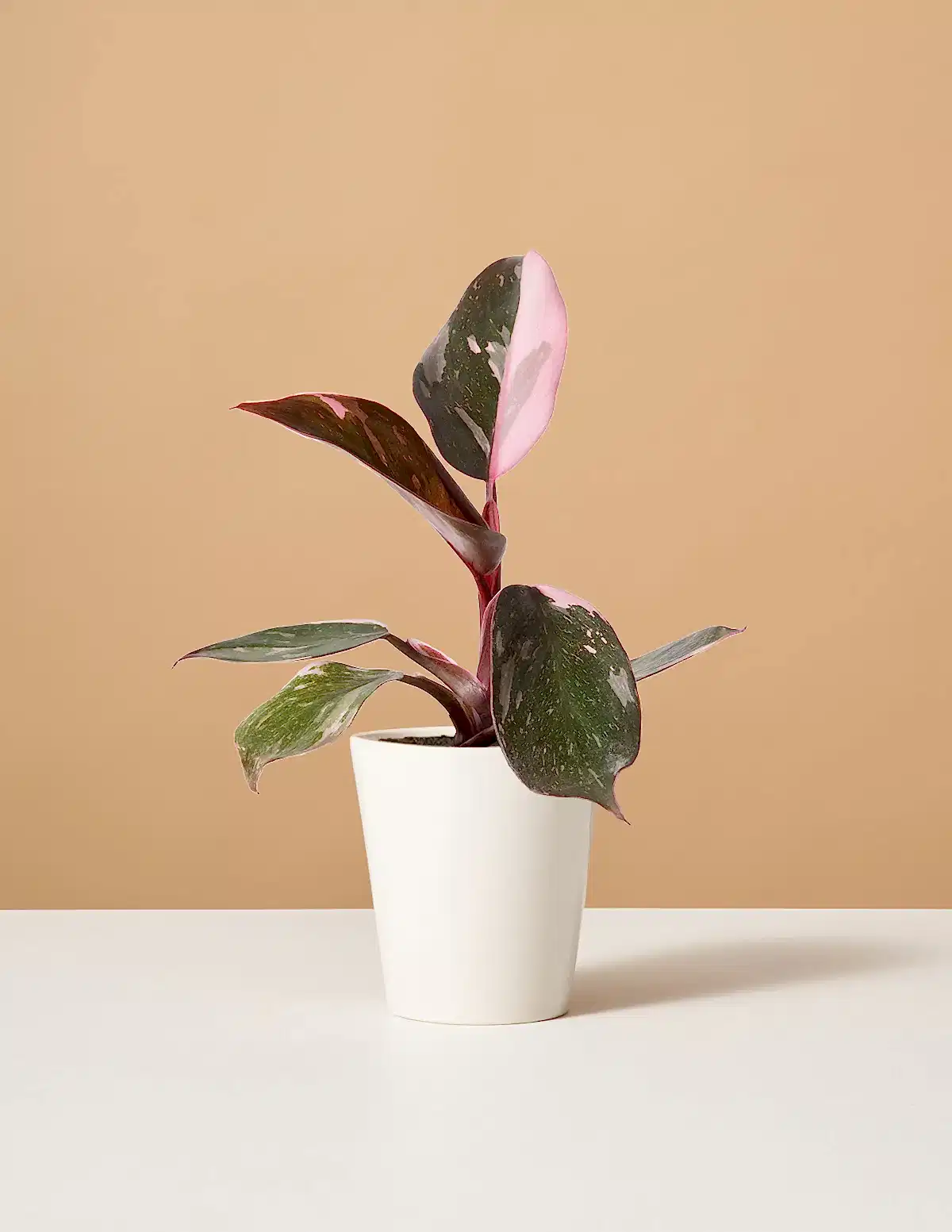 Philodendron Pink Princess