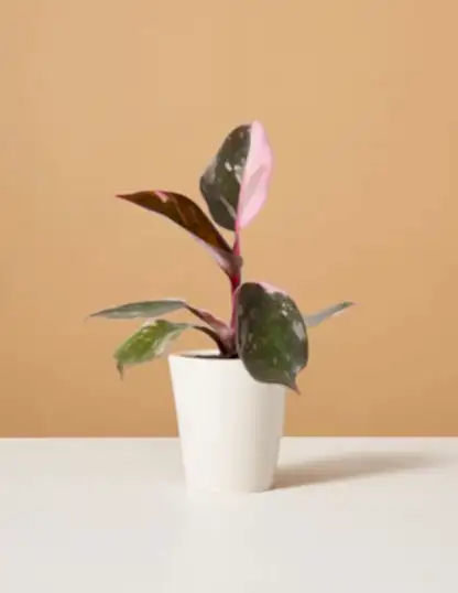 Philodendron Pink Princess