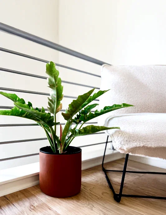 Philodendron Ring of Fire