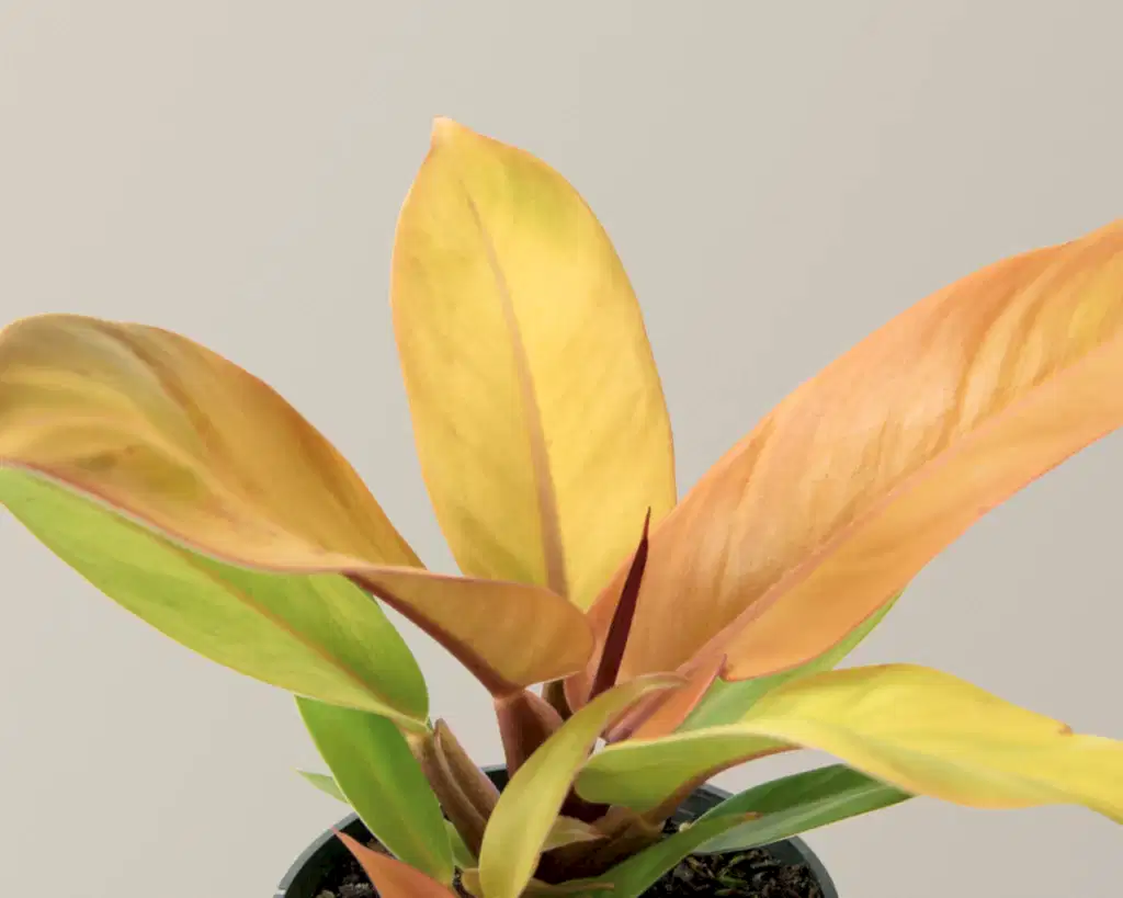 Philodendron Prince of Orange