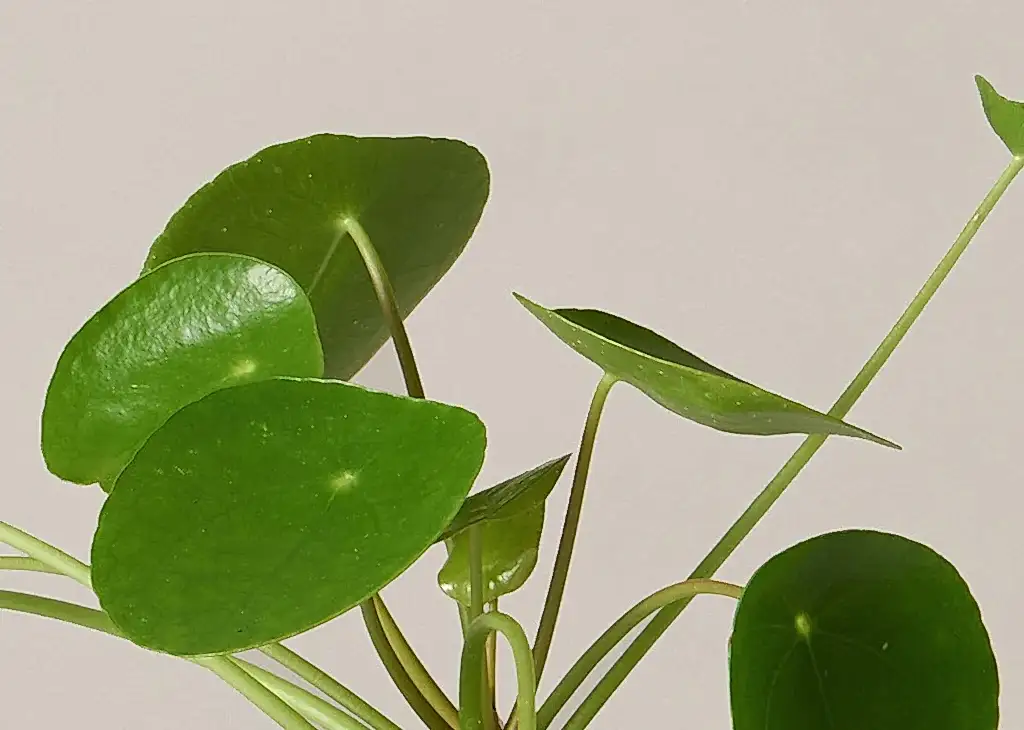 Pilea
