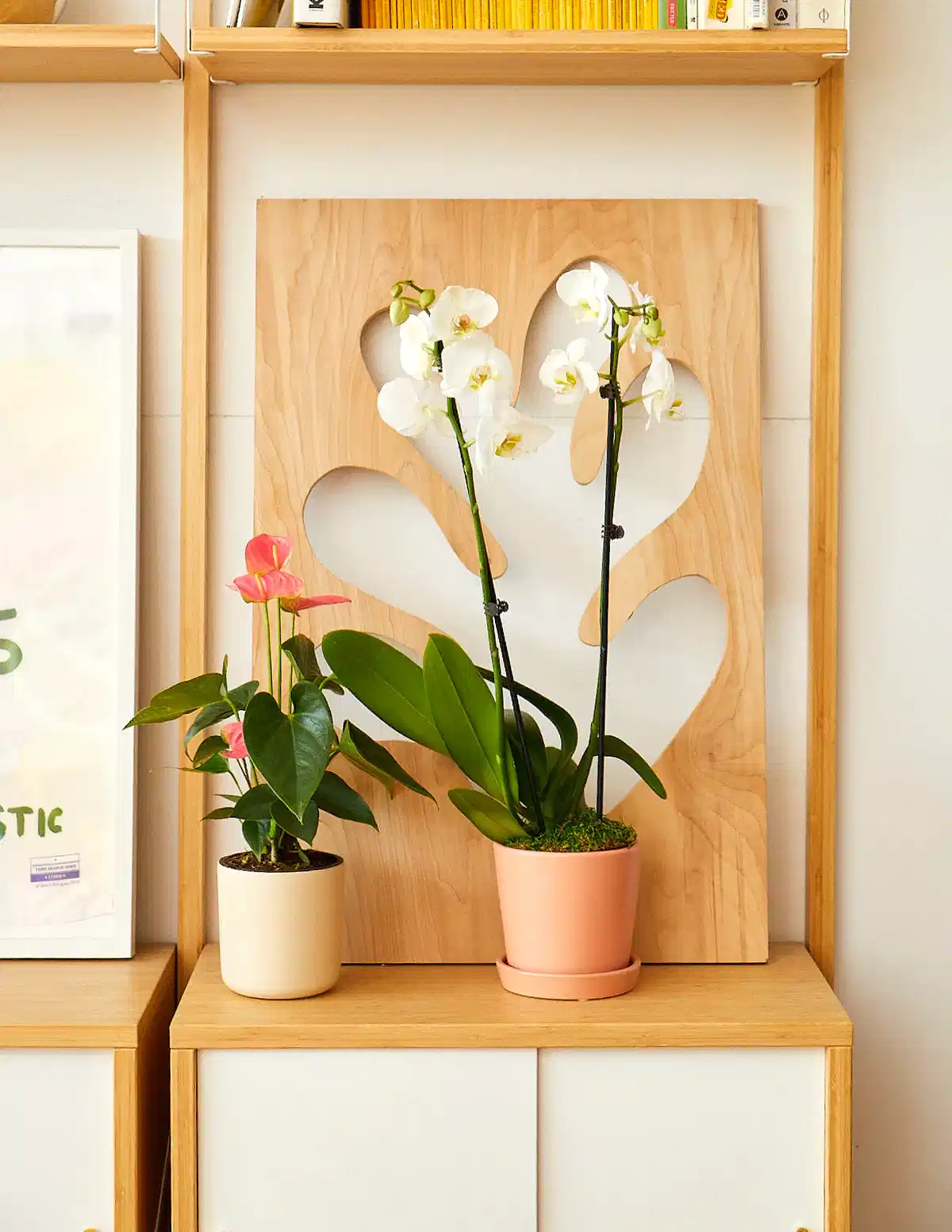 Pink Anthurium