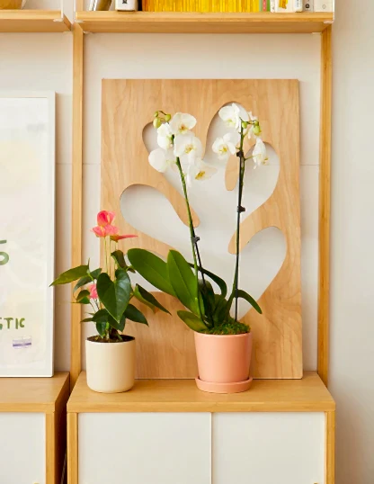 Pink Anthurium