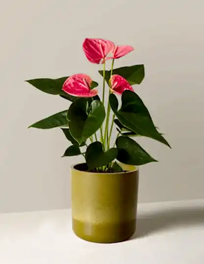 Pink Anthurium