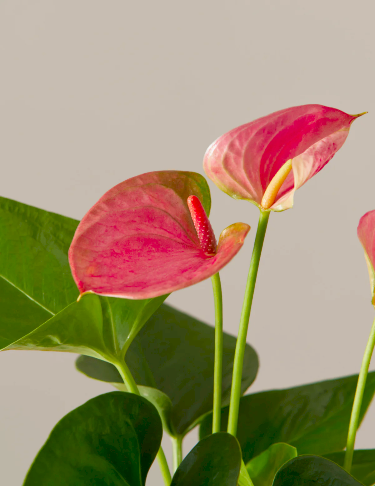 Pink Anthurium