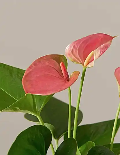 Pink Anthurium