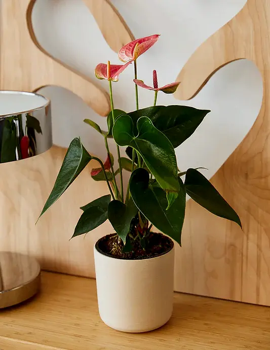Pink Anthurium