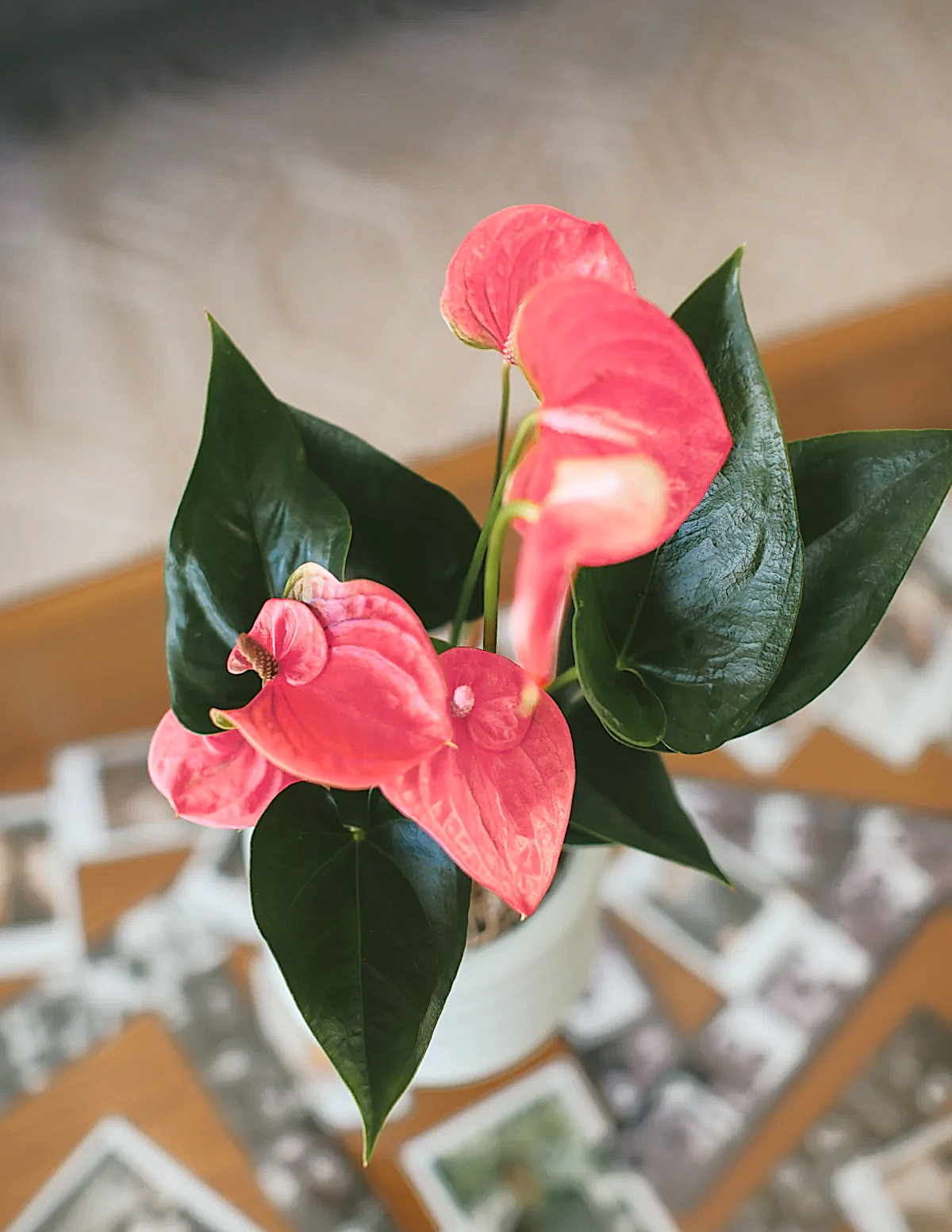 Pink Anthurium