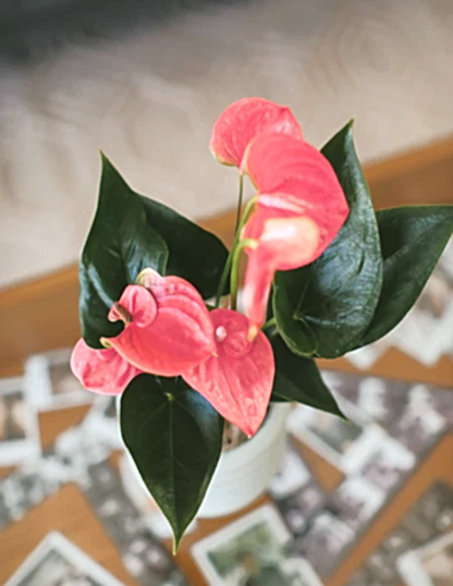 Pink Anthurium