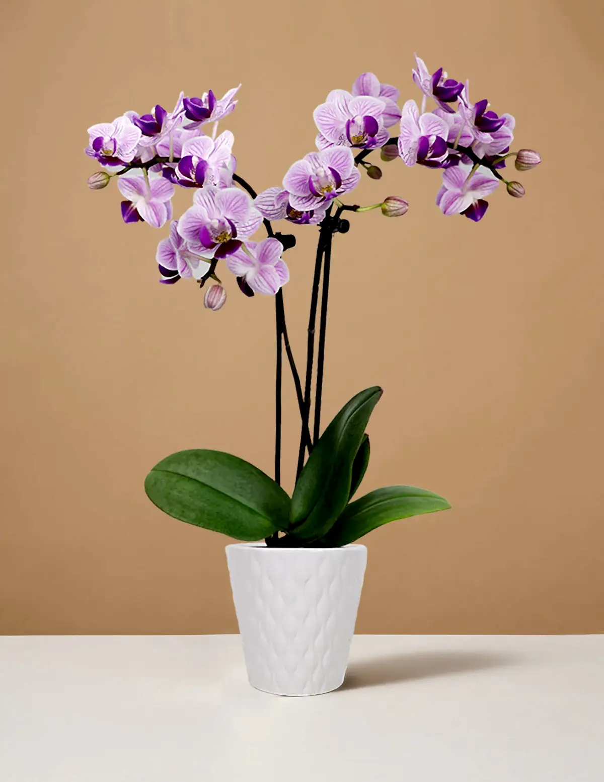 Mini Orchid
