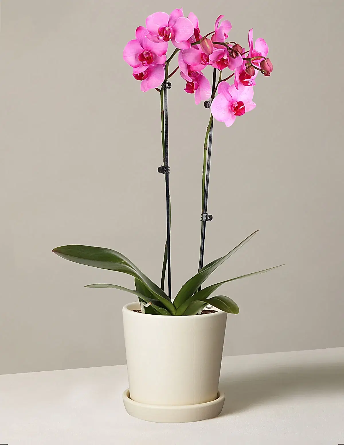 Pink Watercolor Orchid