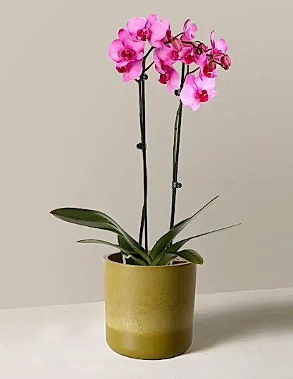 Pink Watercolor Orchid