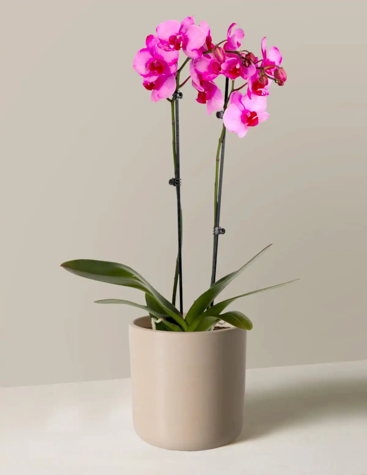 Pink Watercolor Orchid