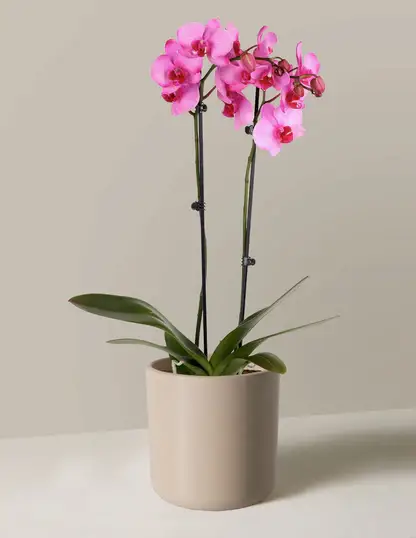 Pink Watercolor Orchid
