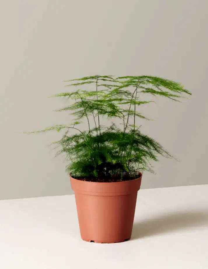 Plumosa Fern