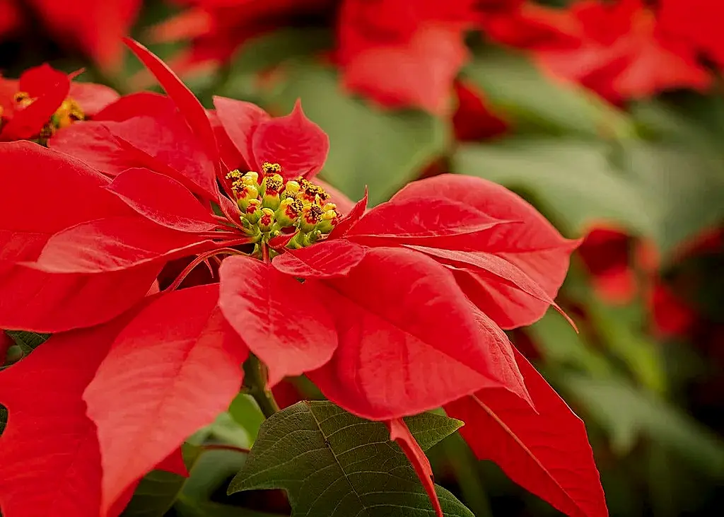 Poinsettia