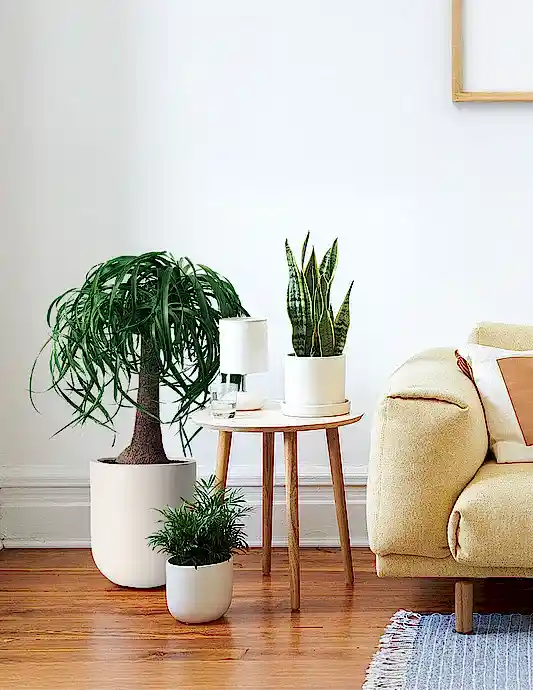 Ponytail Palm