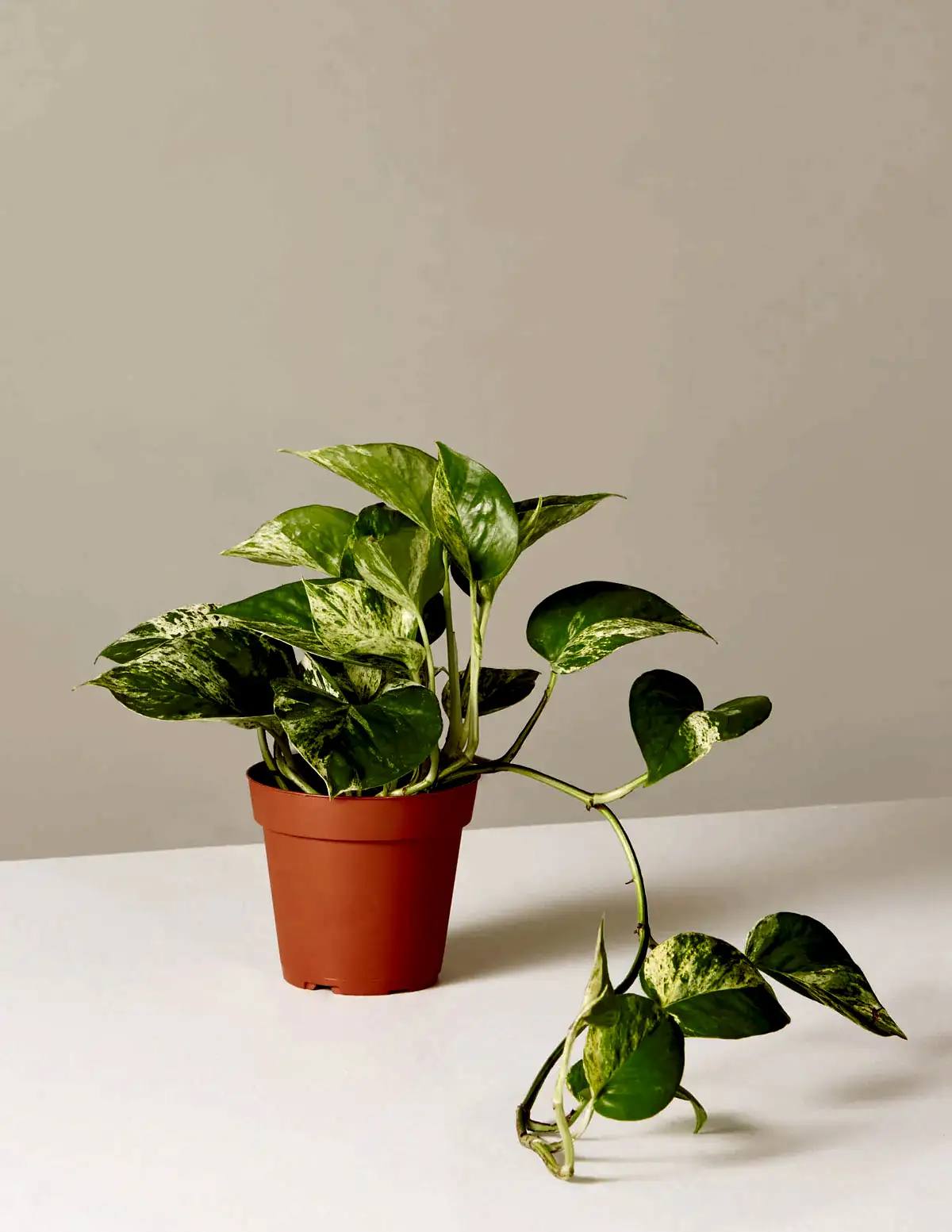 Pothos Marble Queen