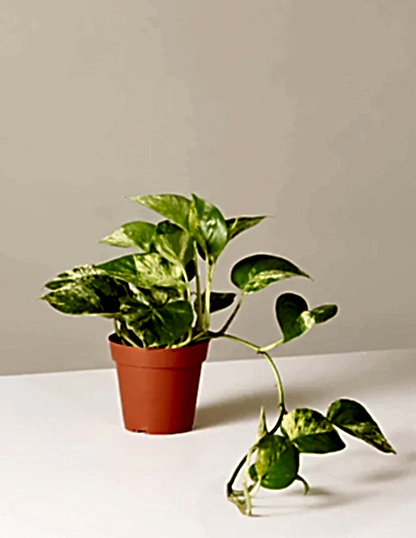 Pothos Marble Queen