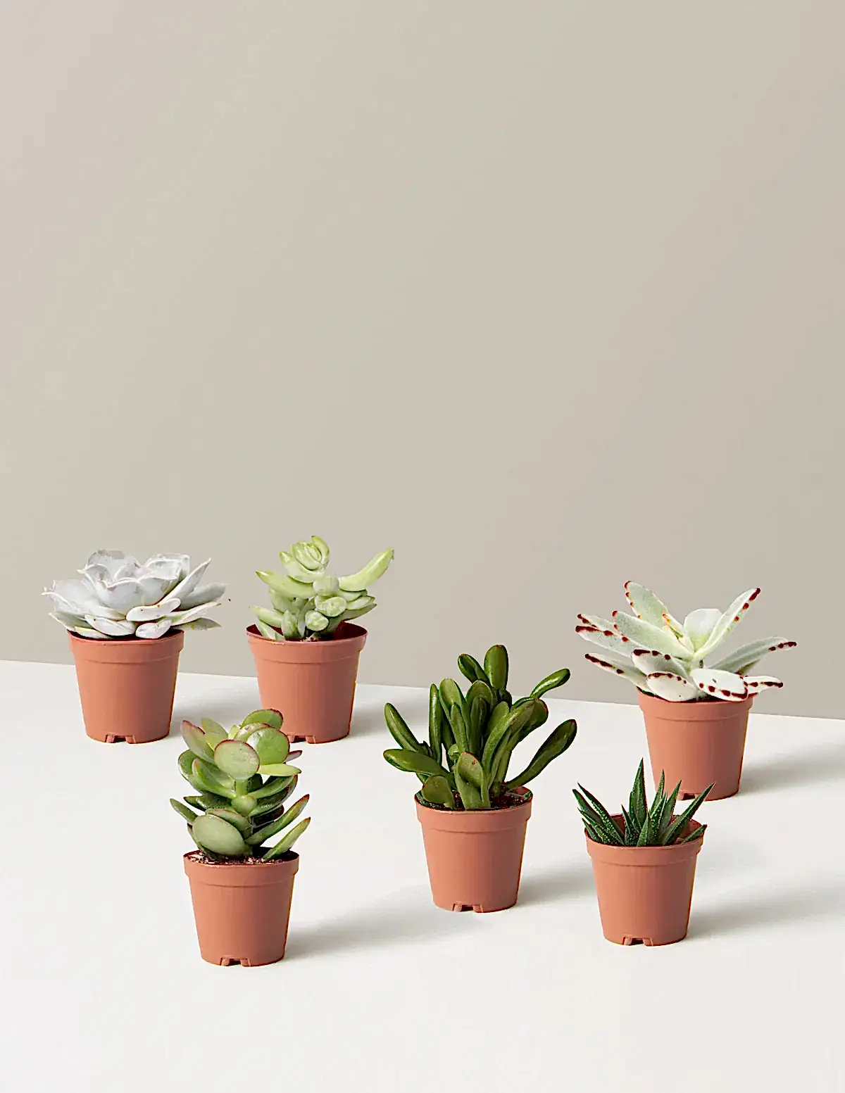 Succulent Assortment
