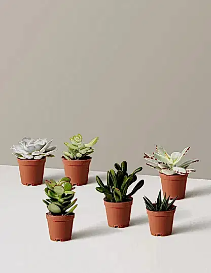 Succulent Assortment