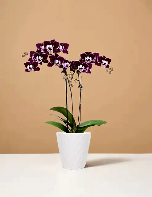 Mini Orchid