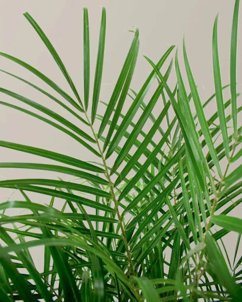 Pygmy Date Palm