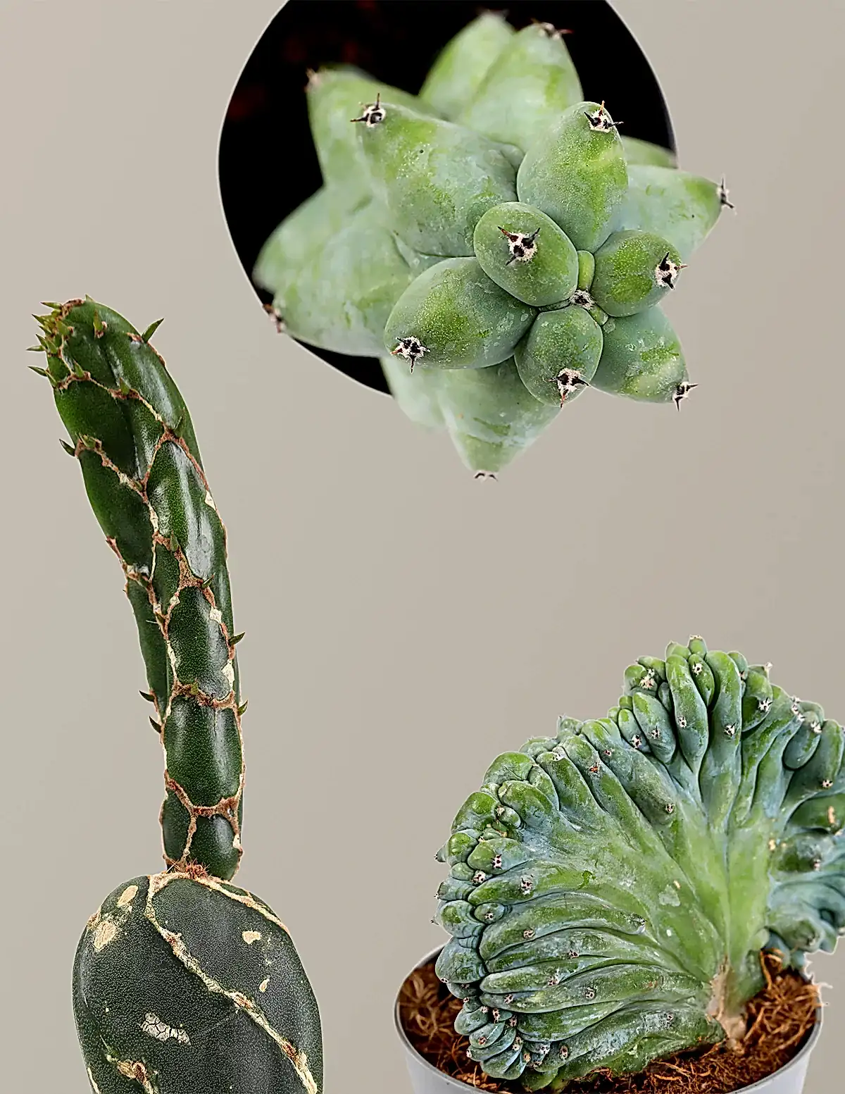 Mini Rare Cactus Bundle