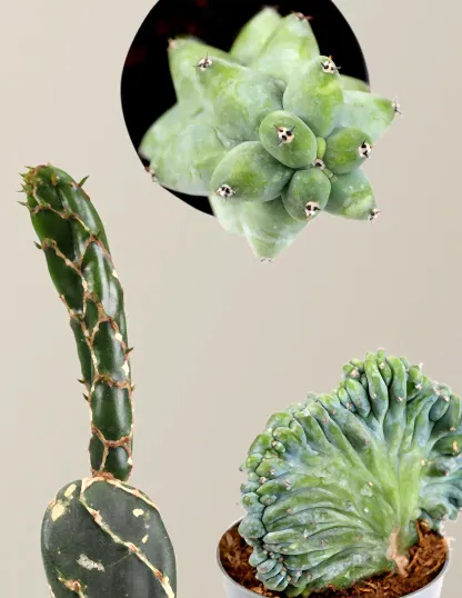Mini Rare Cactus Bundle