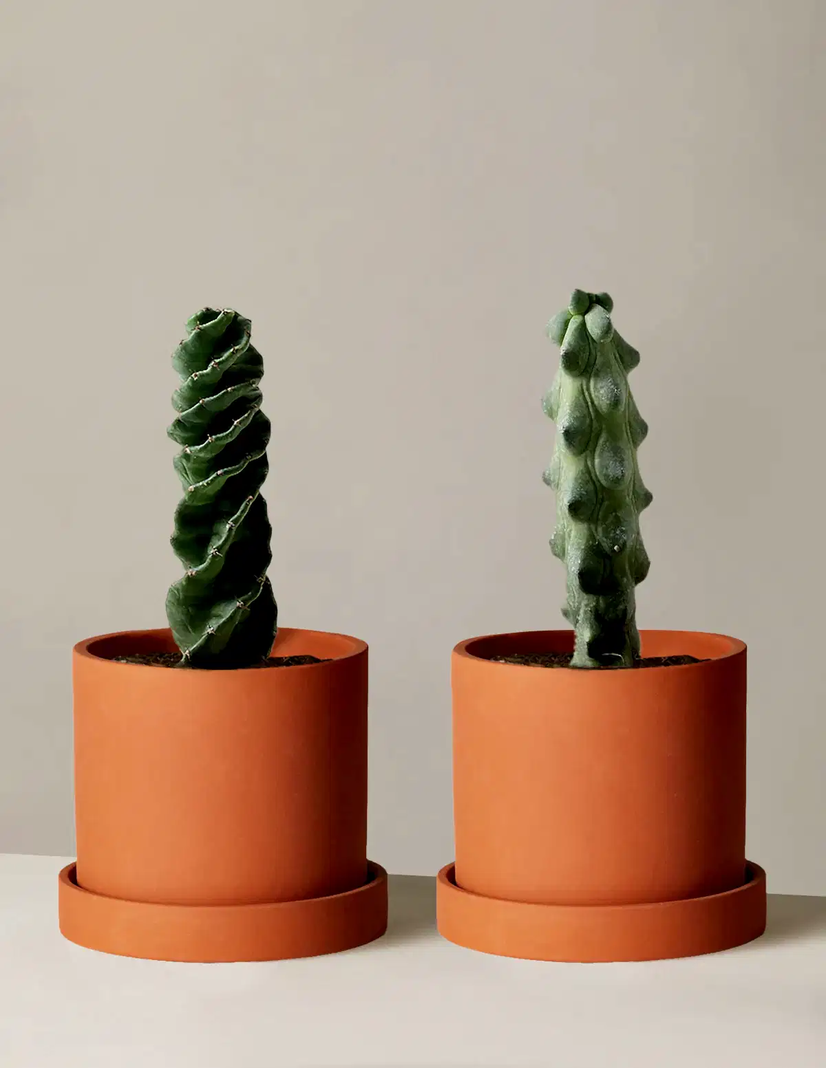 The Rare Cactus Duo