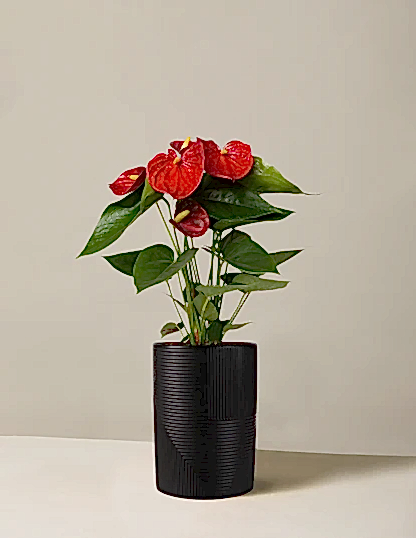 Red Anthurium