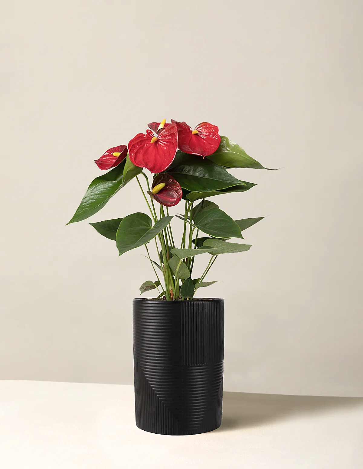 Red Anthurium