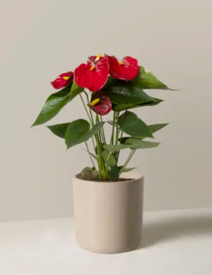 Red Anthurium