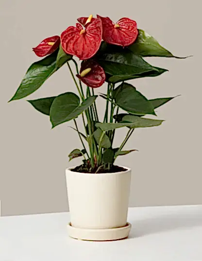 Red Anthurium