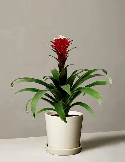 Bromeliad Red Guzmania Hope
