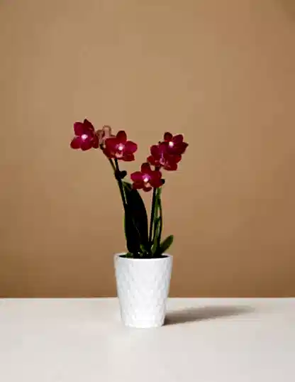 Mini Orchid