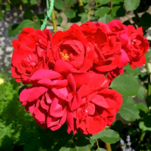 Cinnamon Hearts™ Rose