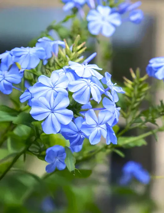 Royal Cape® Plumbago