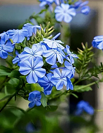 Royal Cape® Plumbago