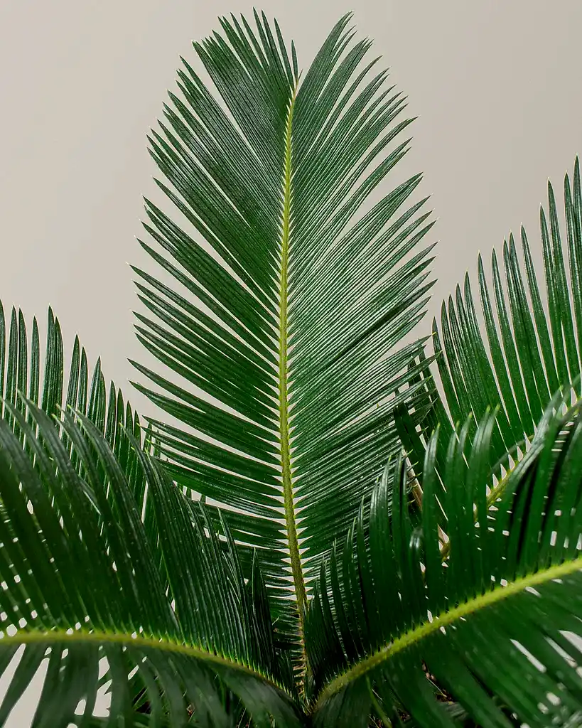 Sago Palm