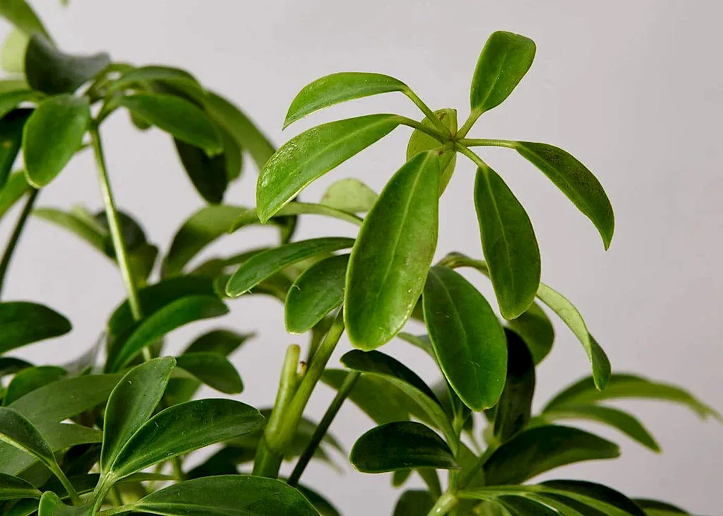 Schefflera Arboricola Braid