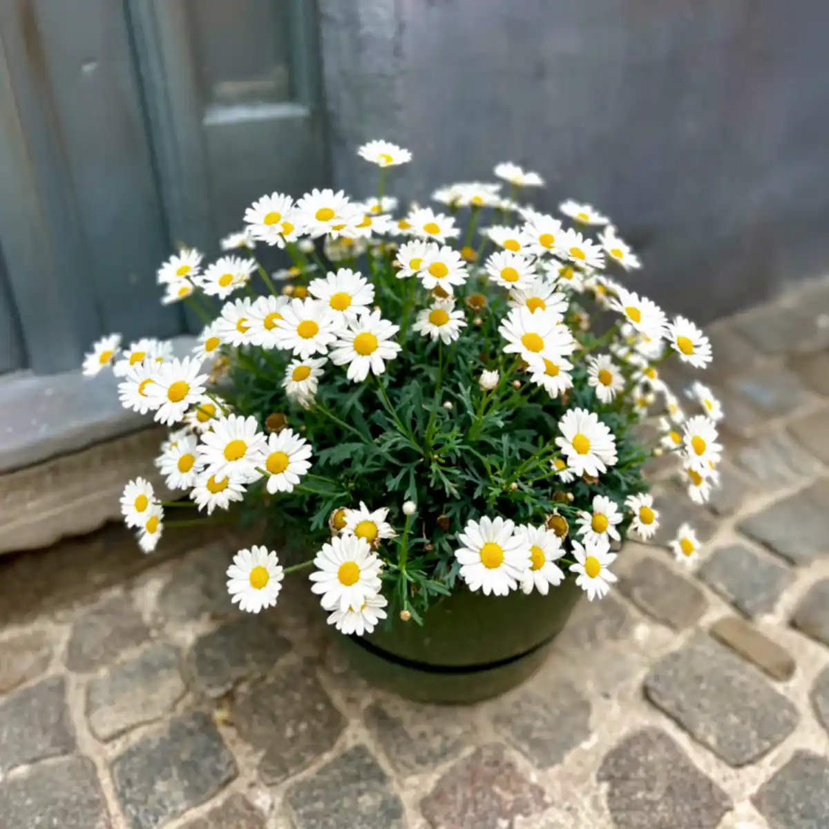 Shortstop™ Shasta Daisy