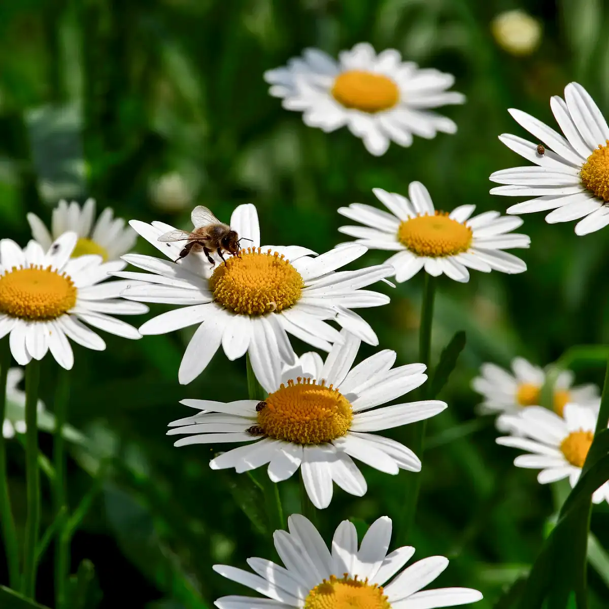 Shortstop™ Shasta Daisy
