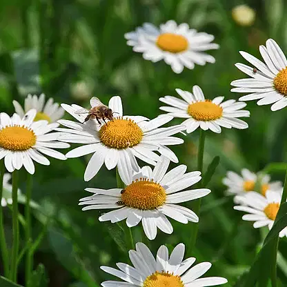 Shortstop™ Shasta Daisy
