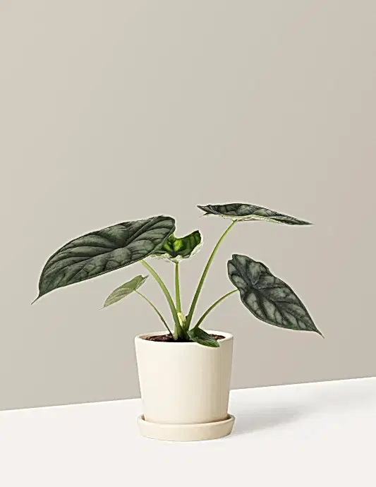 Alocasia Dragon Scale