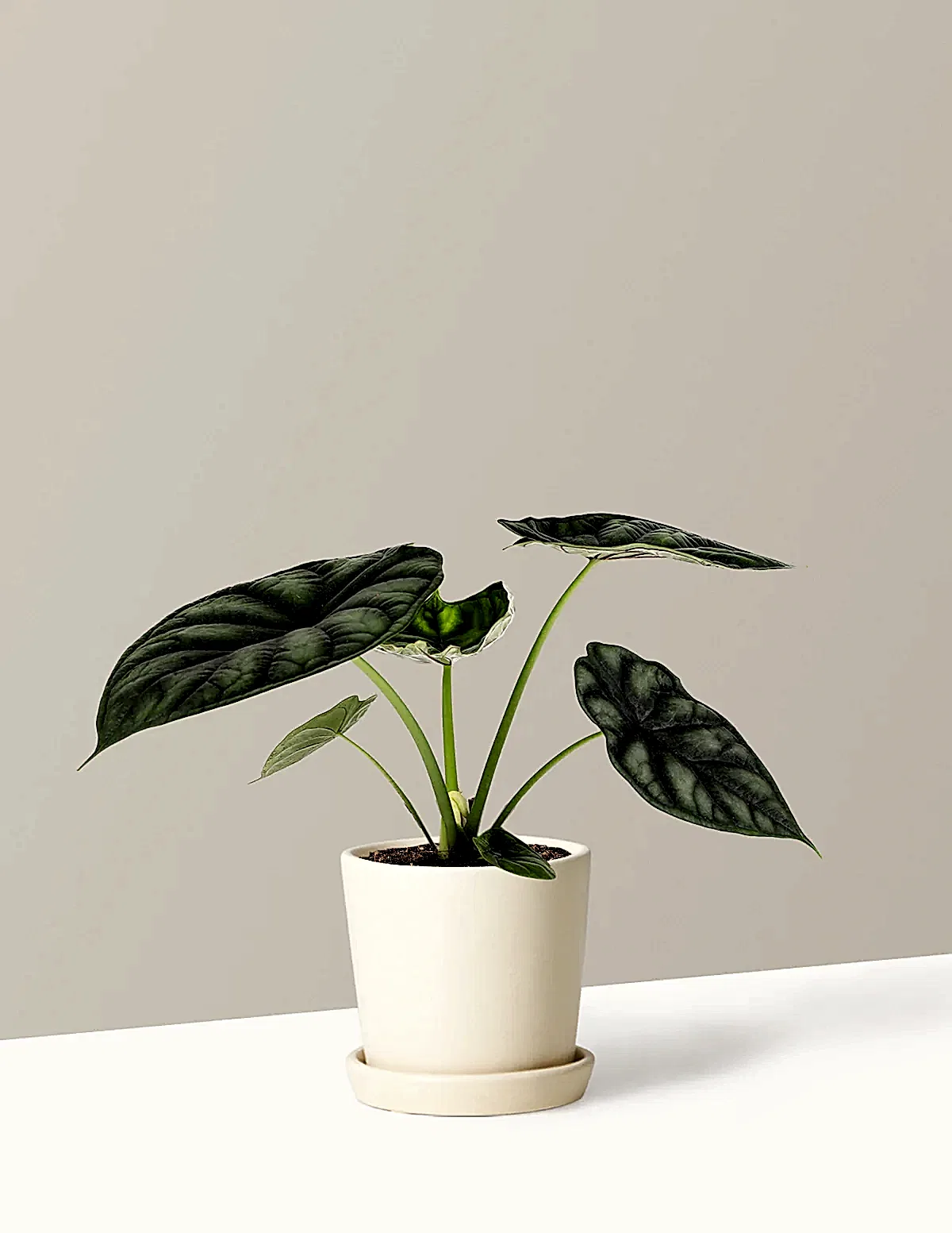 Alocasia Dragon Scale