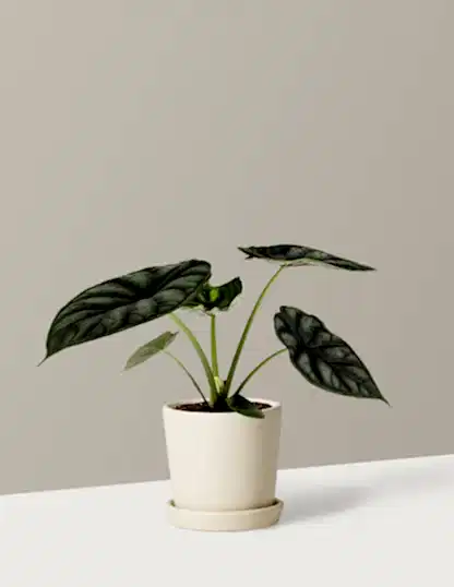 Alocasia Dragon Scale