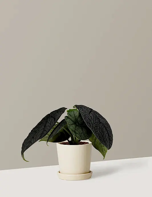 Alocasia Melo