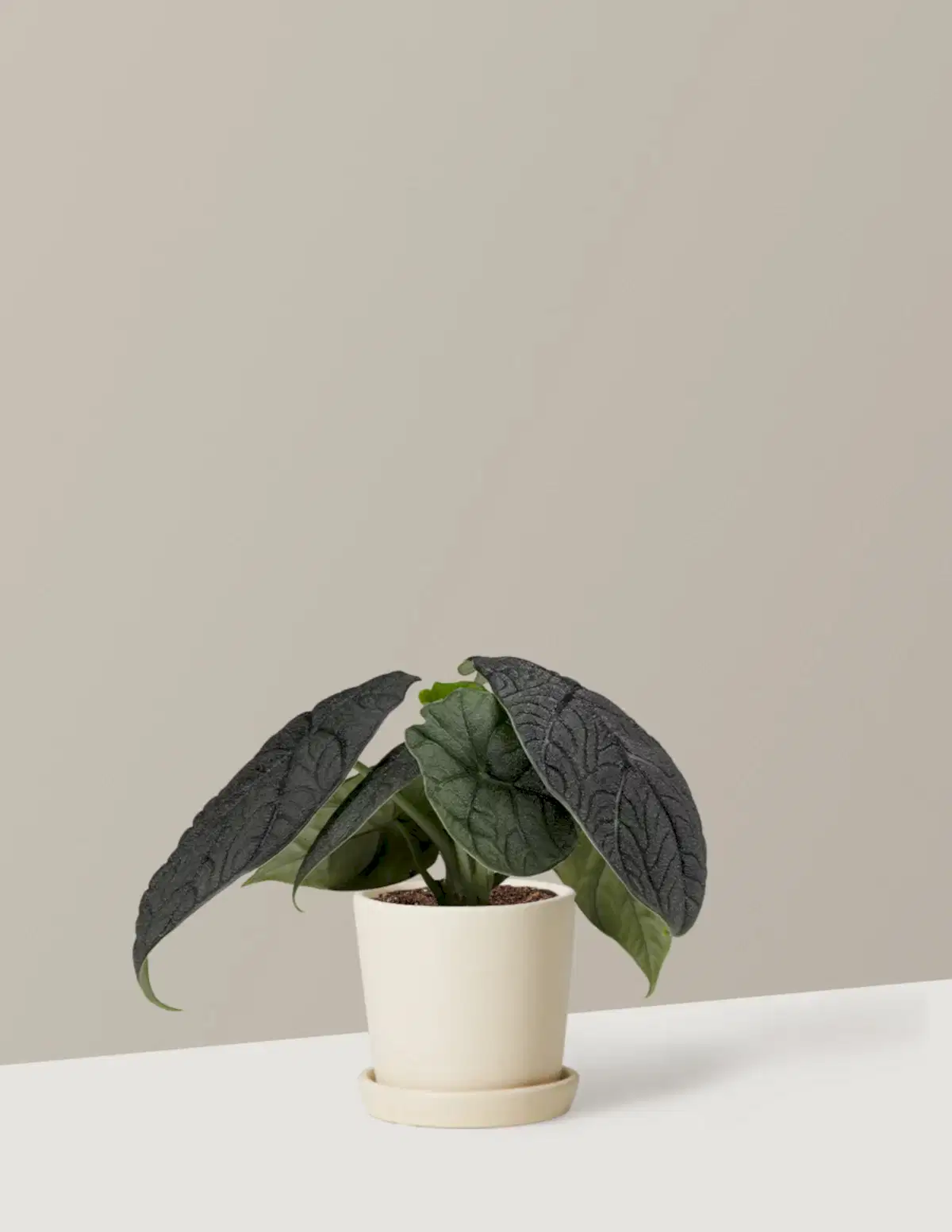 Alocasia Melo
