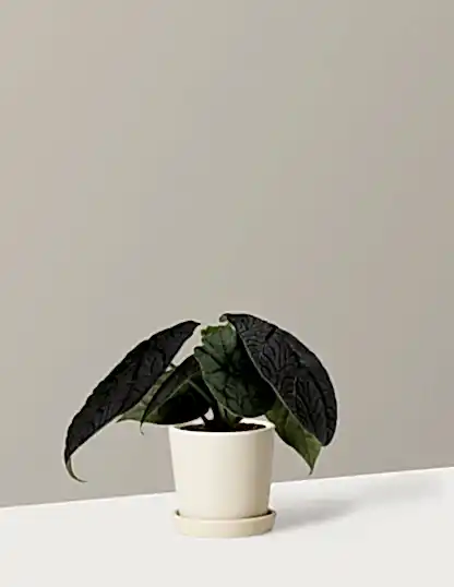 Alocasia Melo